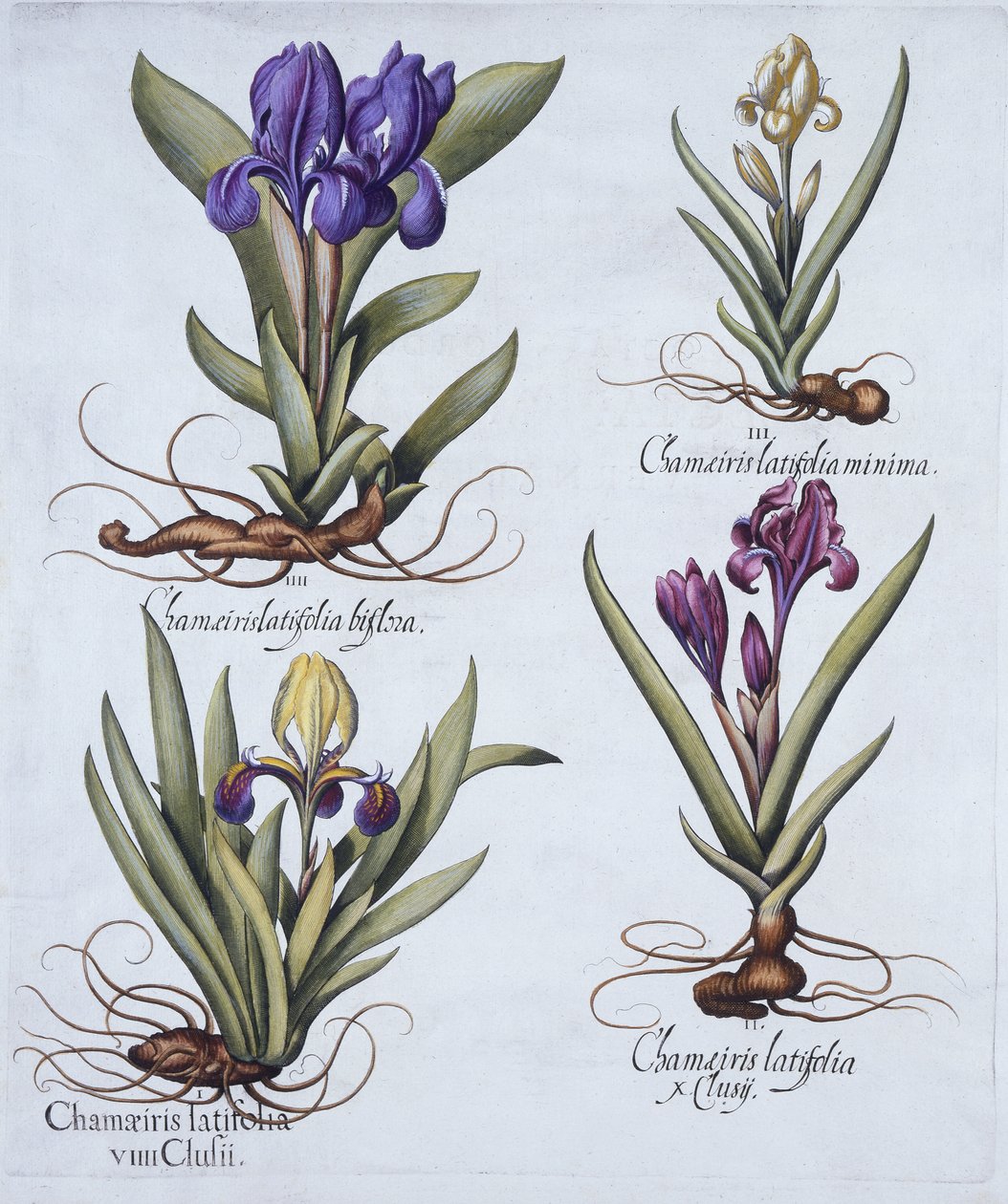 Bunte Zwergbart-Iris, Malvenfarbene Zwergbart-Iris, Cremefarbene Zwergbart-Iris, Blaue Zwergbart-Iris, aus Hortus Eystettensis, von Basil Besler (1561-1629), veröffentlicht 1613 von German School