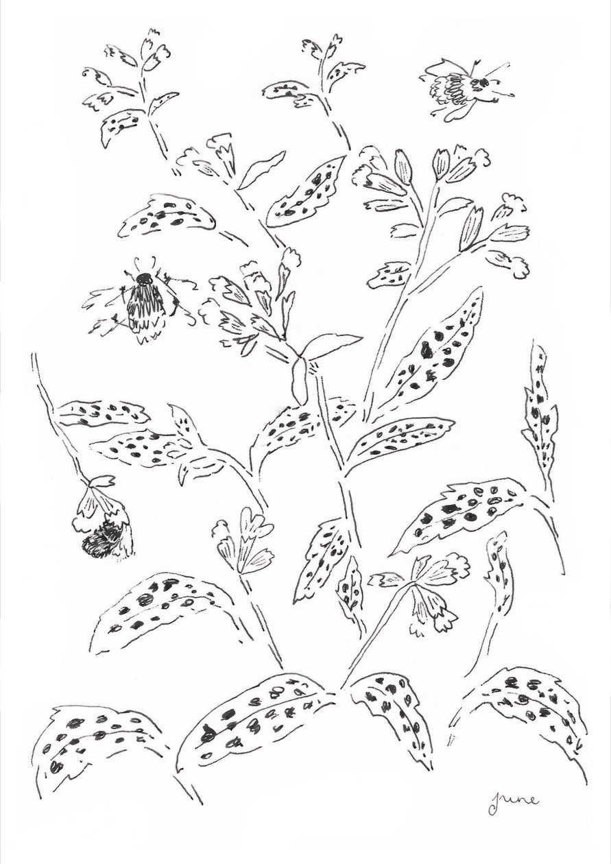 Hummel und Wildblumenstudie von june art