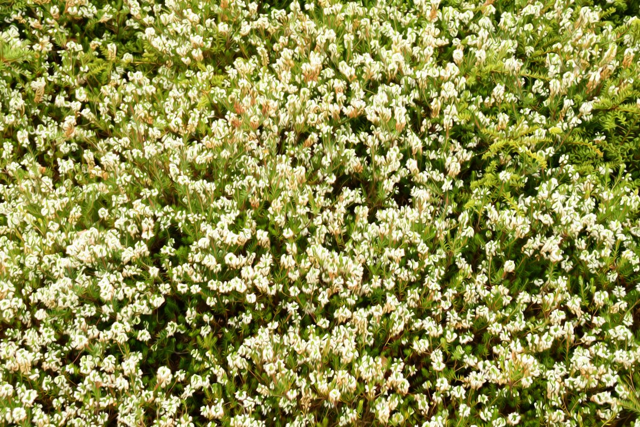 Blumenkunst im Ölmalstil von Albert Mansour
