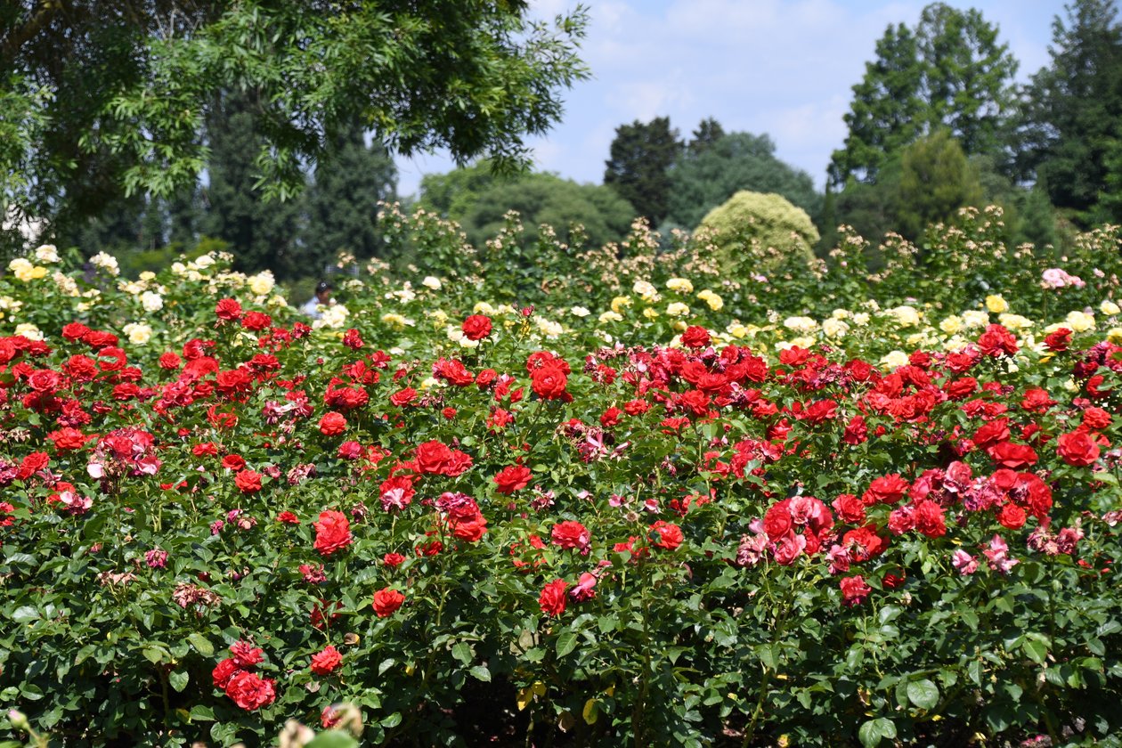 Blumenkunst im Ölmalstil von Albert Mansour