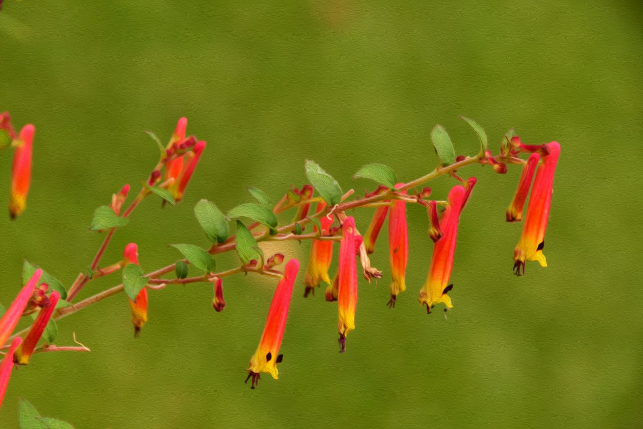 Blumenfeinmalerei im Ölmalstil von Albert Mansour