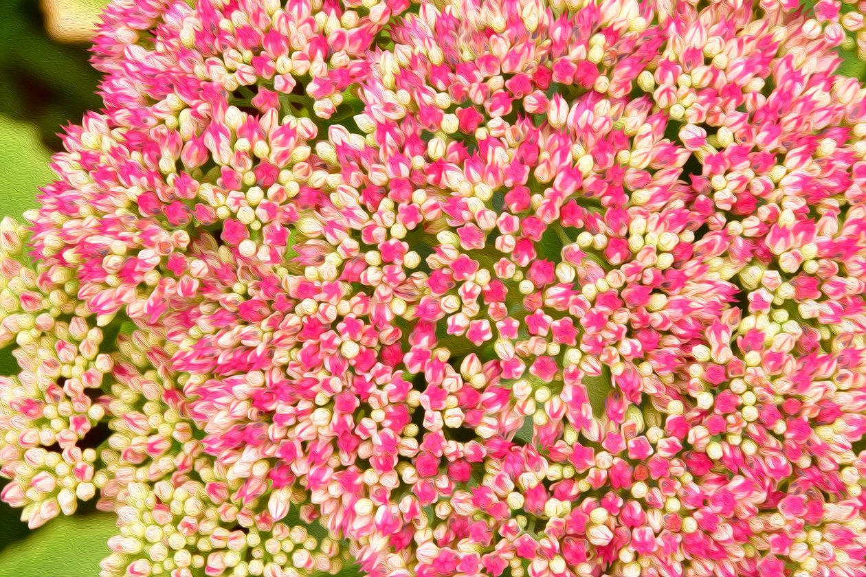 Blumenfeinmalerei im Ölmalstil von Albert Mansour