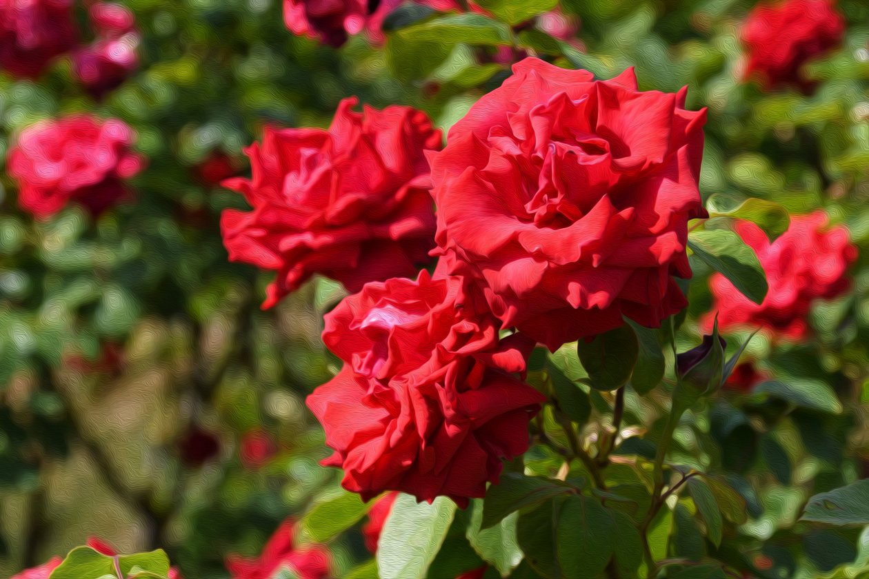 Blumenbild in Ölmalerei-Stil von Albert Mansour