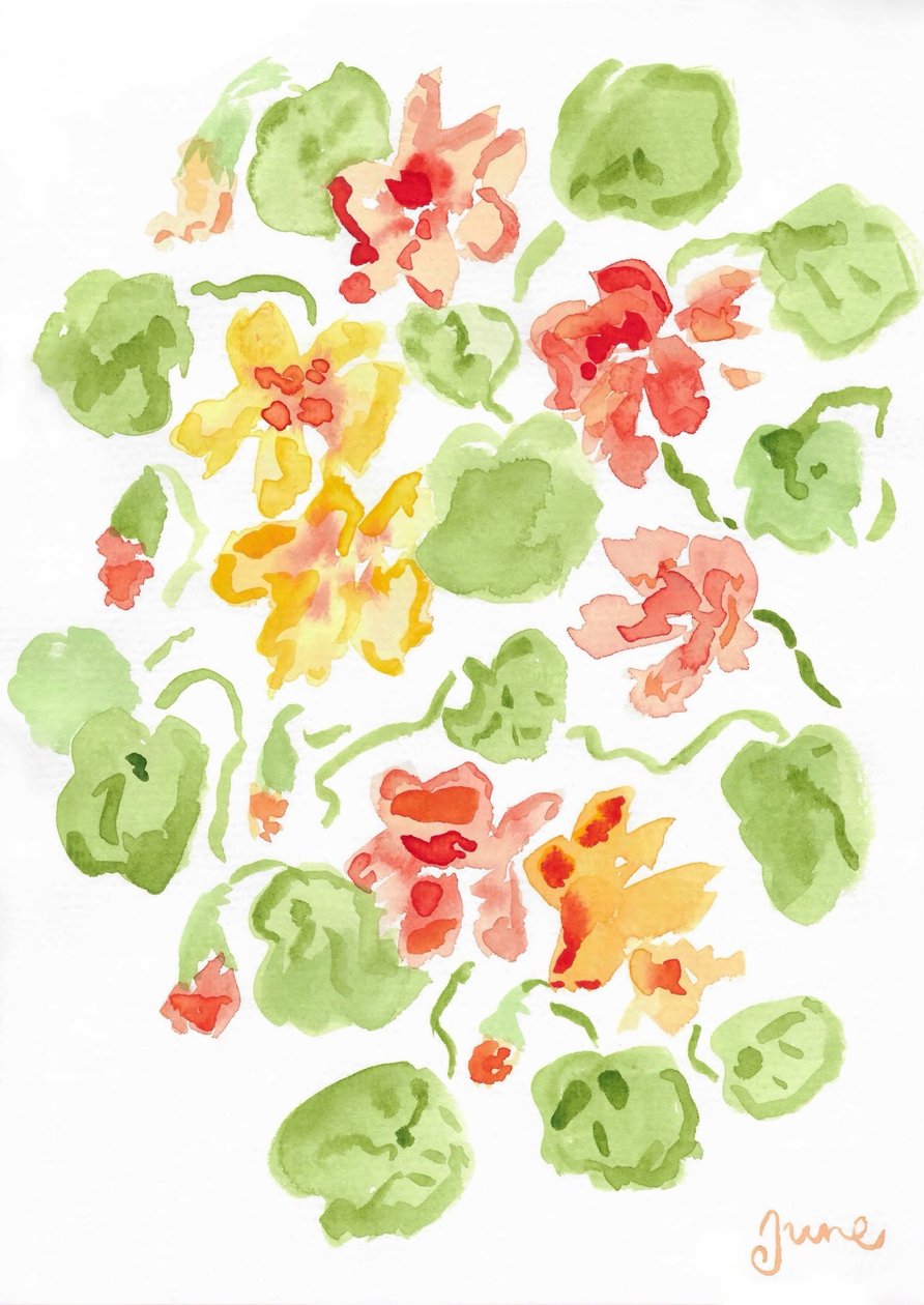 Kapuzinerkresse von june art