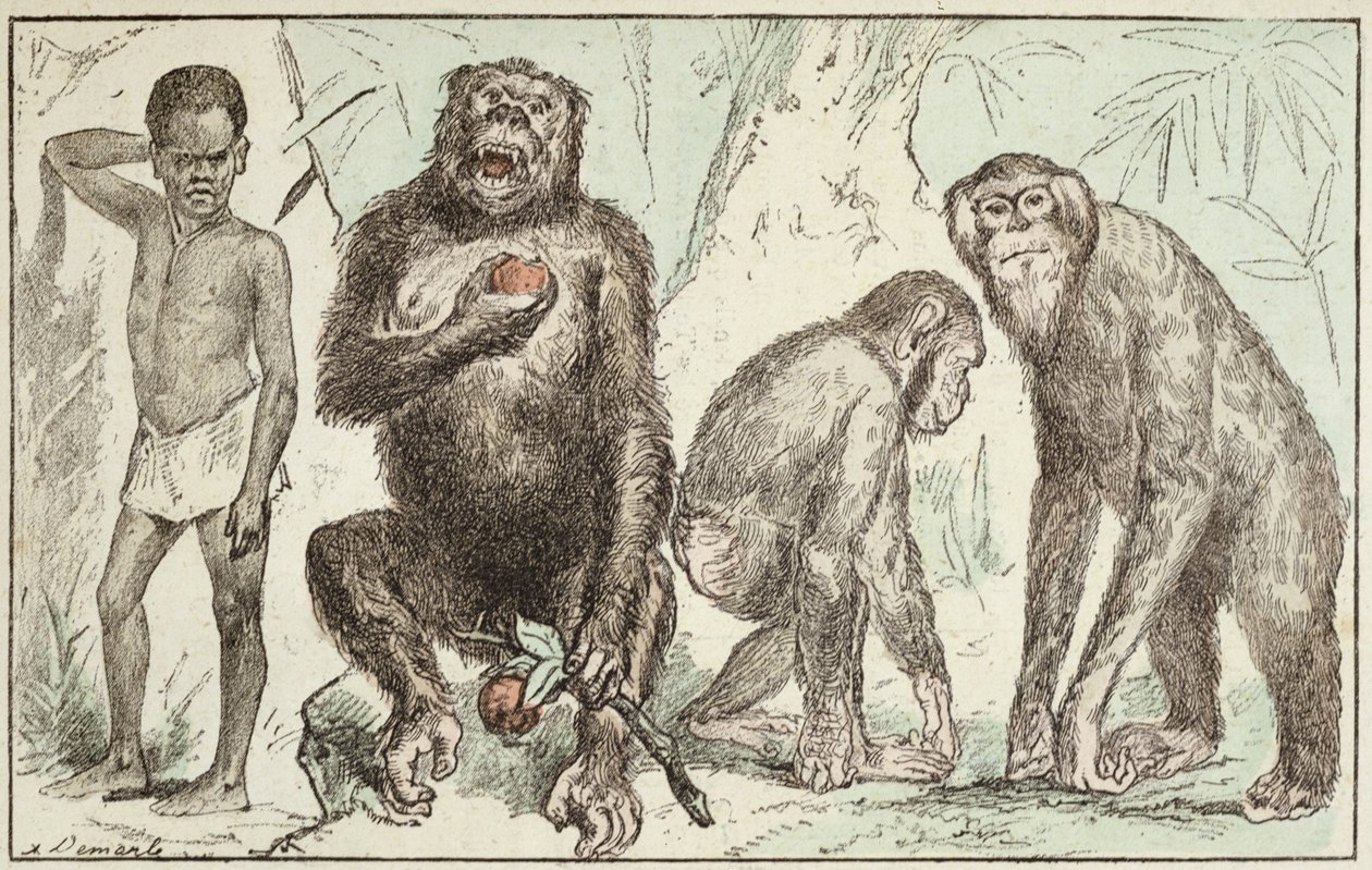 Evolution des Menschen von Säugetieren, aus 
