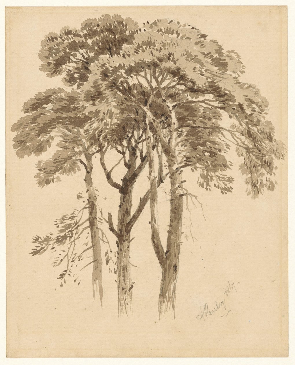 Studie von drei Kiefern von Aaron Edwin Penley