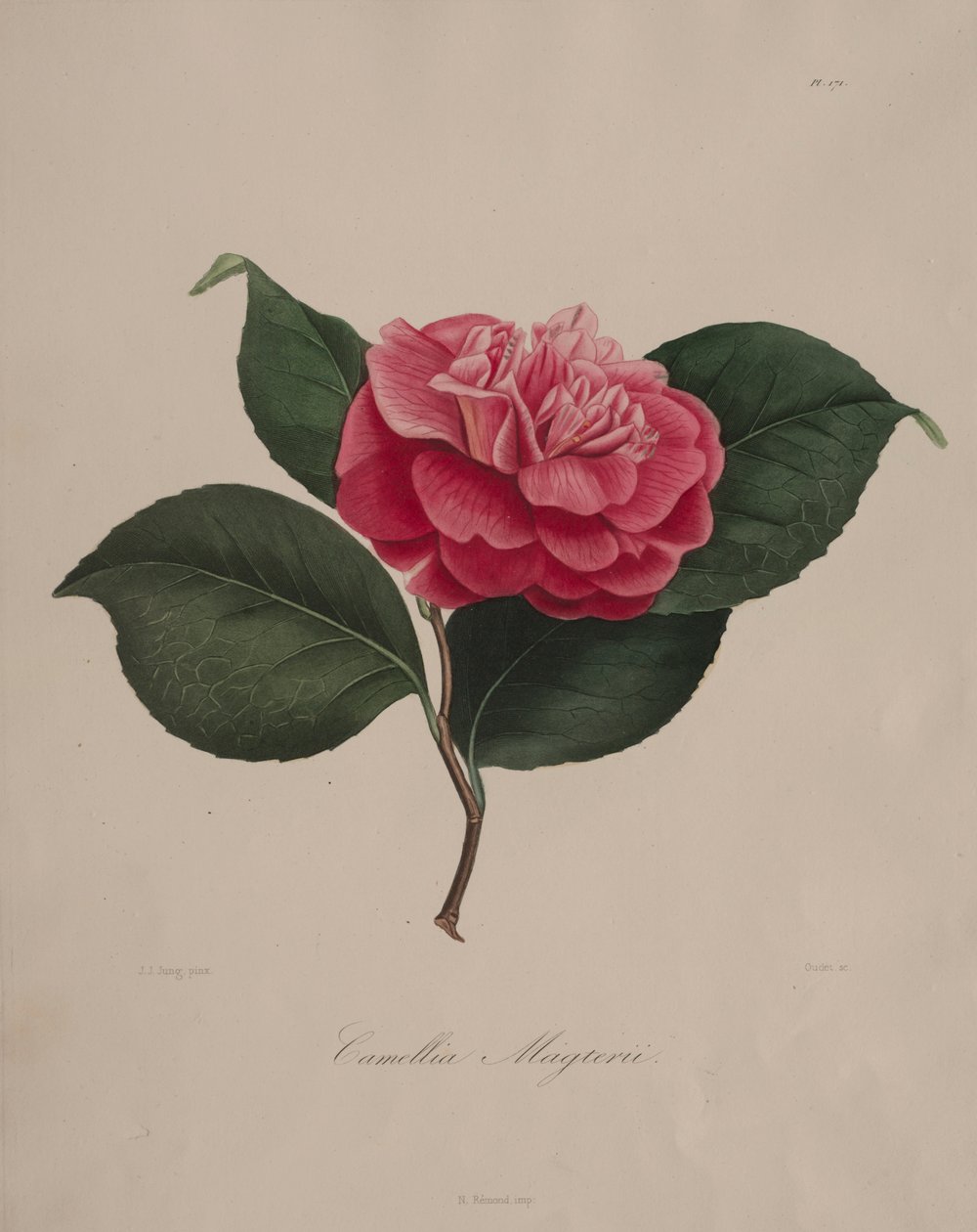 Iconographie du genre camellia: Nr. 171, 1839-1843 von Abbé Laurent Berlèse