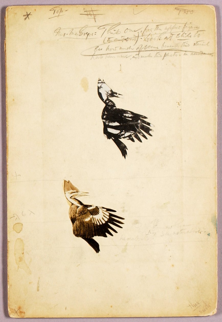 2 Rush-Schablonen, Studienordner für das Buch Concealing Coloration in the Animal Kingdom von Abbott Handerson Thayer