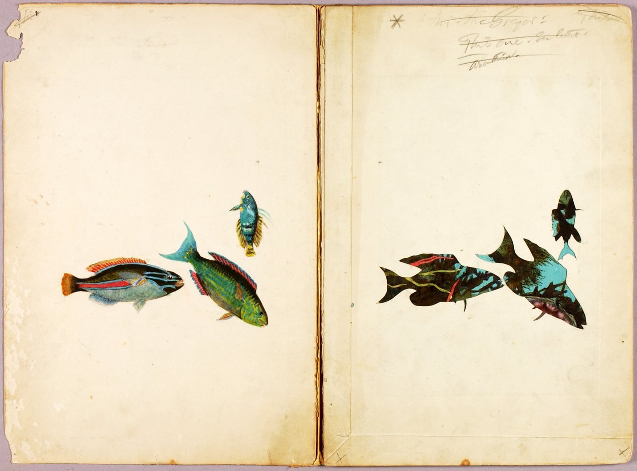 FISCHE, Studienmappe für das Buch Concealing Coloration in the Animal Kingdom von Abbott Handerson Thayer