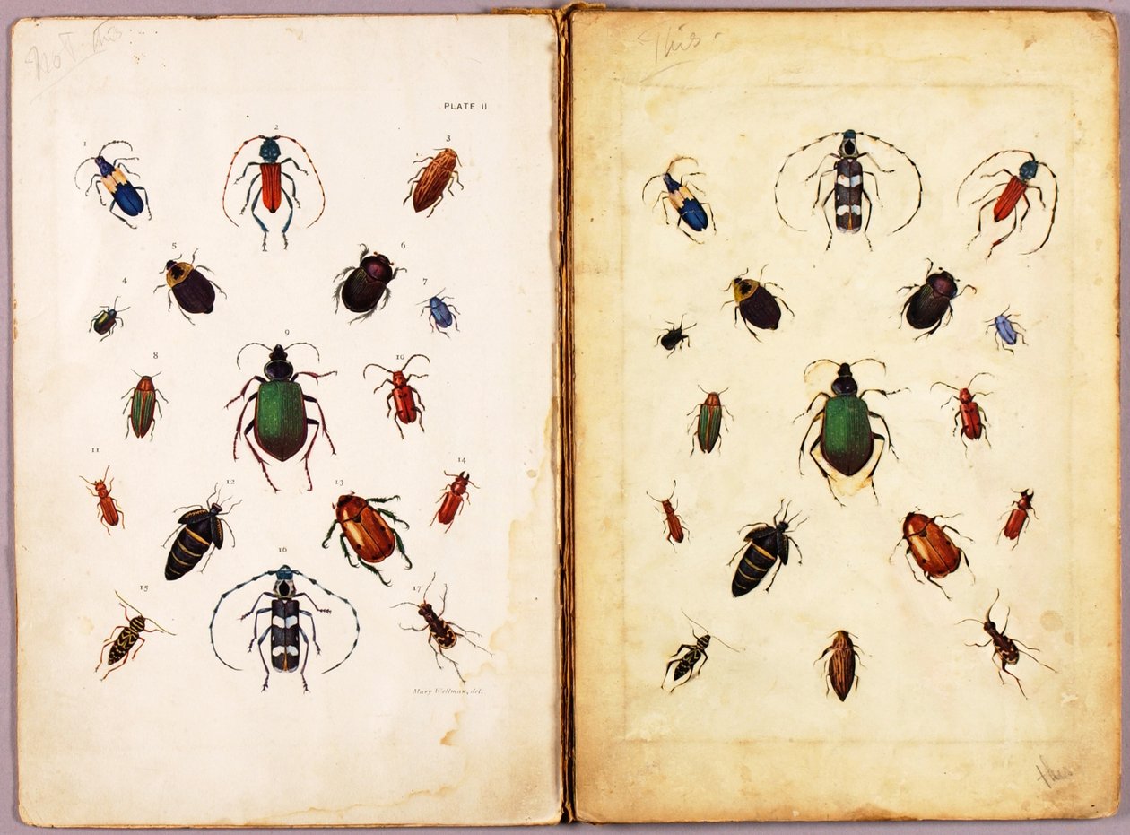 INSEKTEN--Farbige Käfer, Landschaft, Studienmappe für das Buch Tarnung im Tierreich von Abbott Handerson Thayer