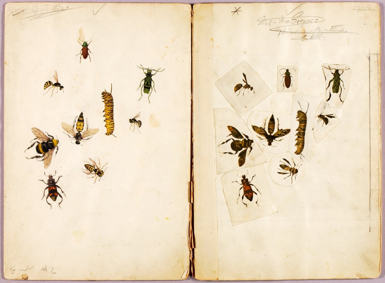 Insekten--Farbig, Studienmappe für das Buch Concealing Coloration in the Animal Kingdom von Abbott Handerson Thayer