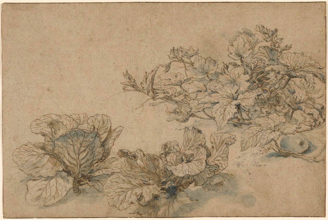 Studien einer Kürbispflanze und von Kohlköpfen von Abraham Bloemaert