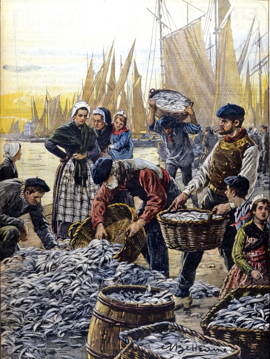 Sardinenfischerei in der Bretagne im Jahr 1903 (Illustration von Achille Beltrame) von Achille Beltrame