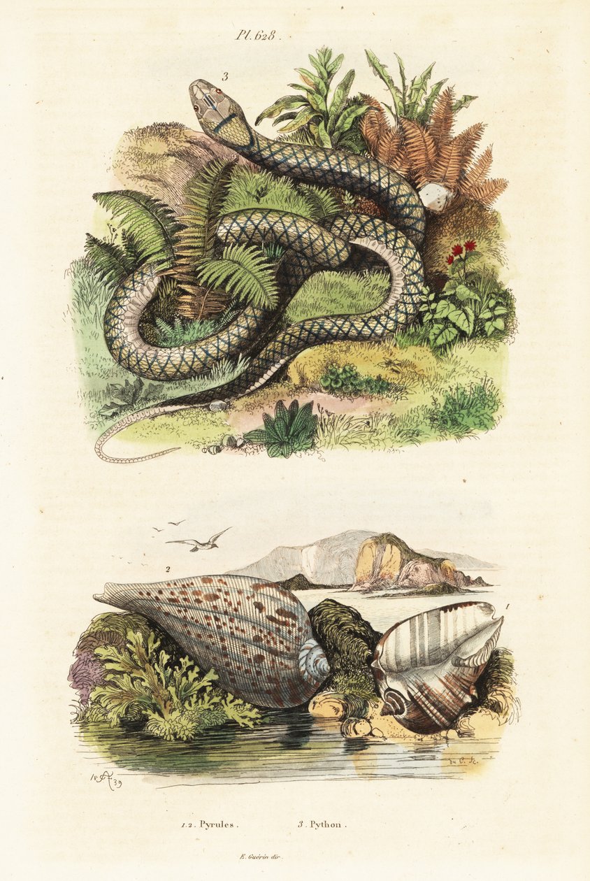 Papierfeigenmuschel und Amethystpython von Adolph (after) Fries