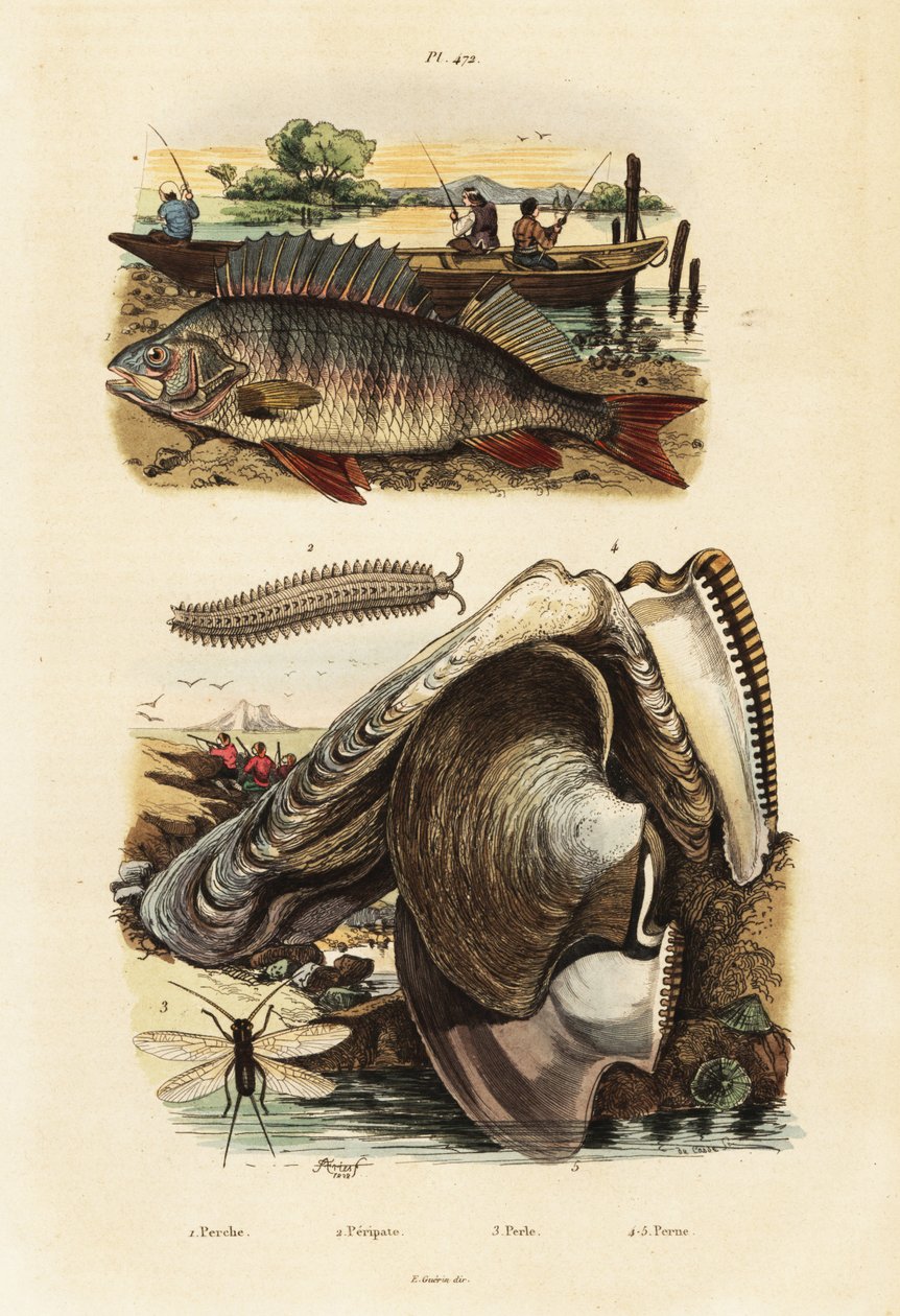 Flussbarsch, Perlenauster, Samtwurm und Florfliege (Stich) von Adolph (after) Fries