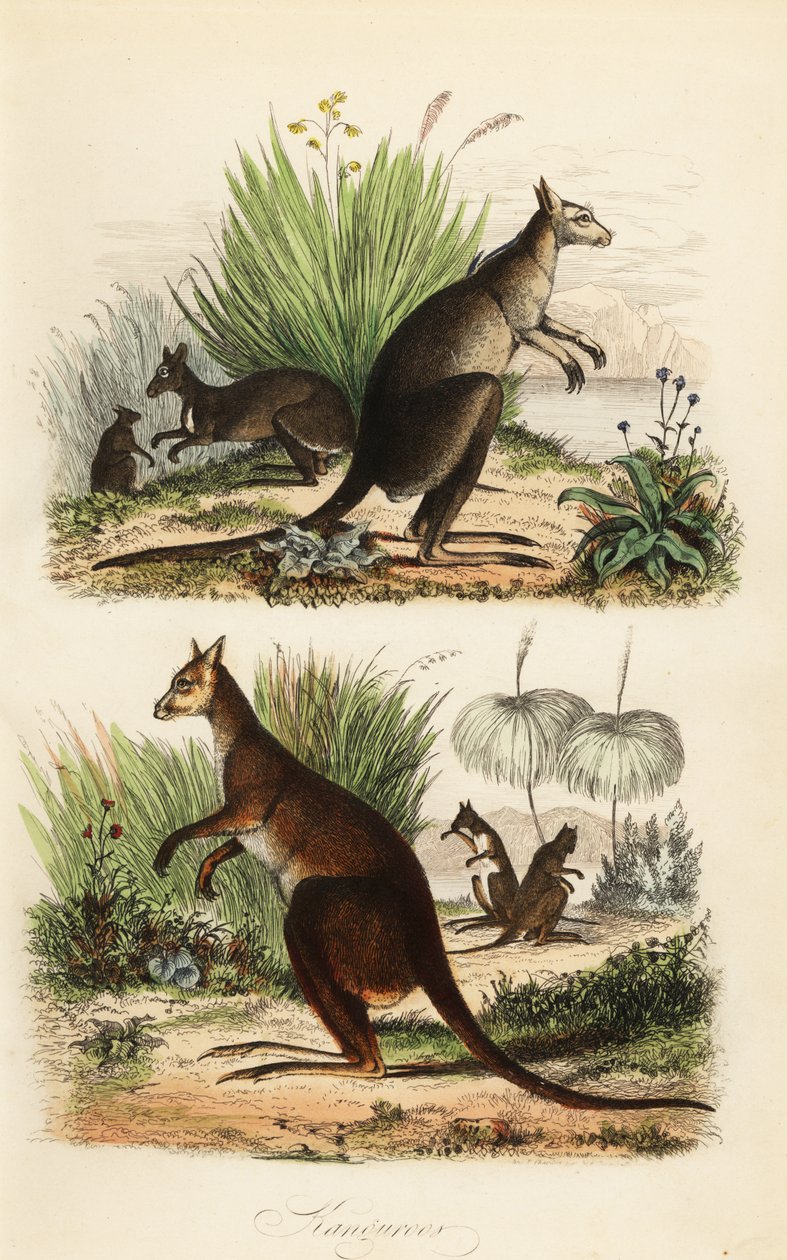 Rotes Känguru, Macropus rufus (unten), Östliches Graues Känguru, Macropus giganteus (oben rechts), und Dunkles Wallaby, Thylogale brunii (oben links) von Adolph (after) Fries