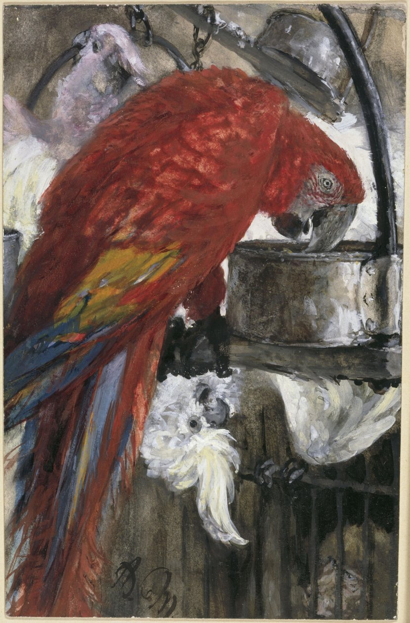 Der rote Ara und Kakadus. Aus dem "Kinderalbum" von Adolph Menzel
