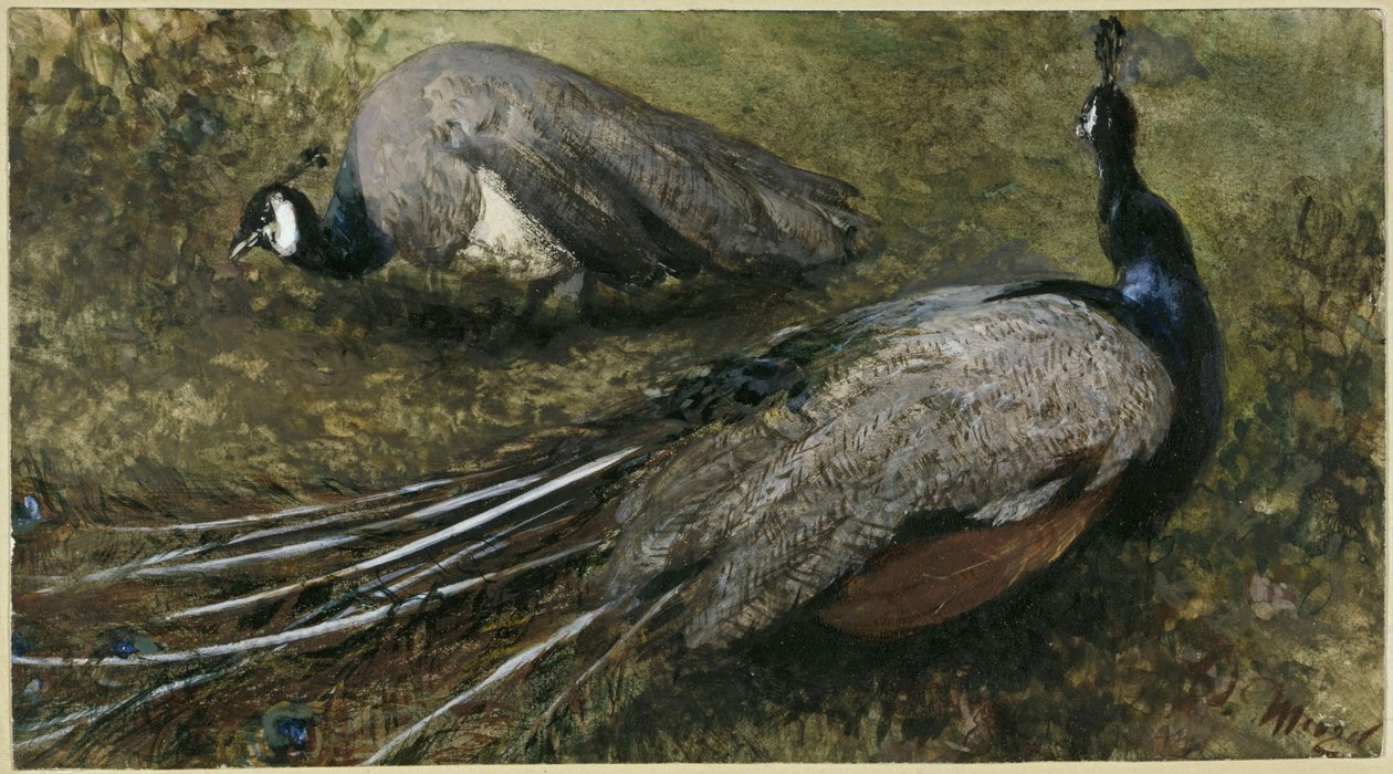Die zwei Pfauen. Aus dem "Kinderalbum" von Adolph Menzel