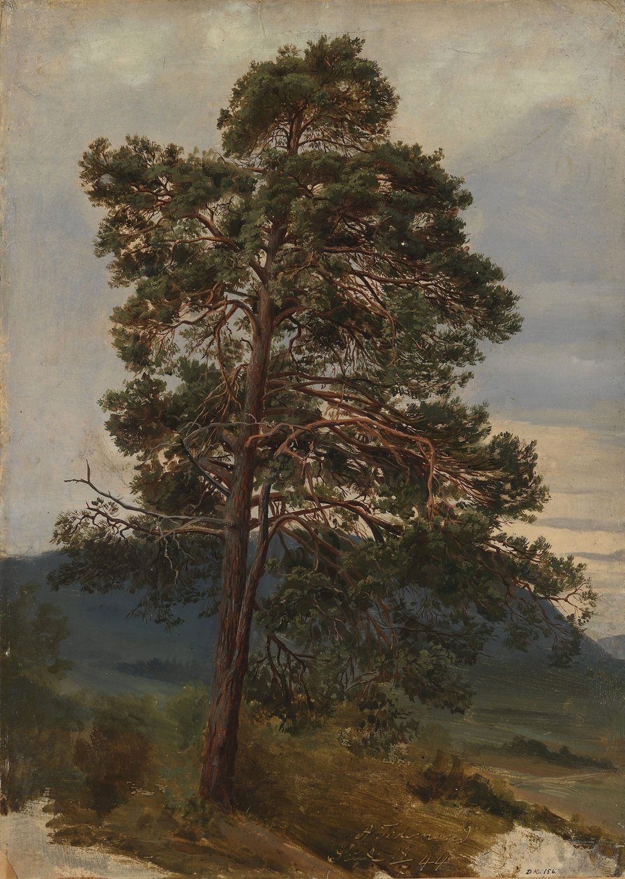 Studie eines Kiefernbaums von Adolph Tidemand