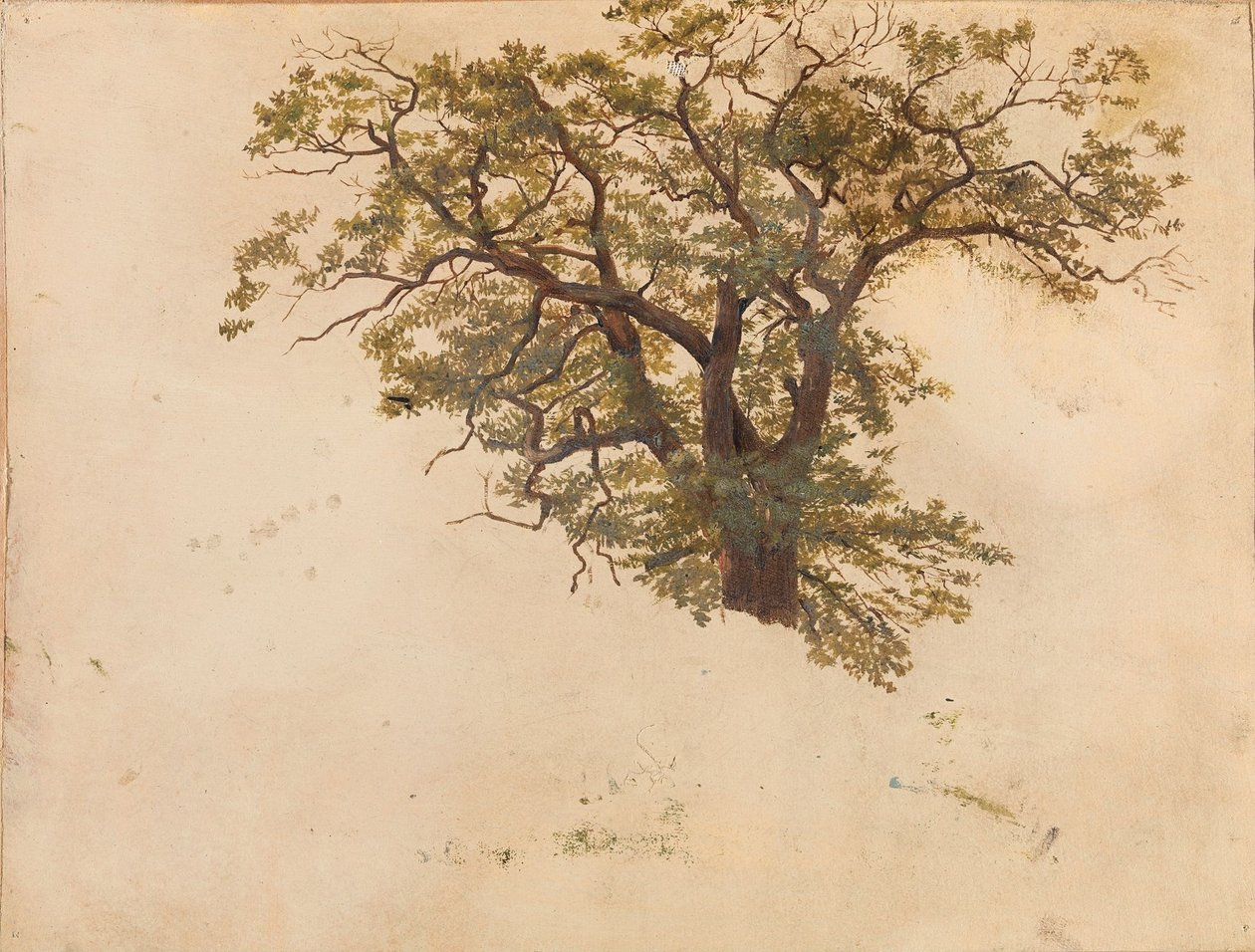 Studie einer Eiche von Adolph Tidemand