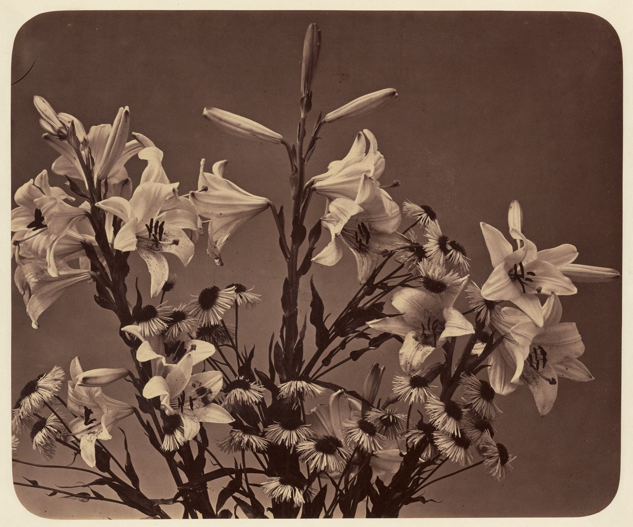 [Blumen] von Adolphe Braun