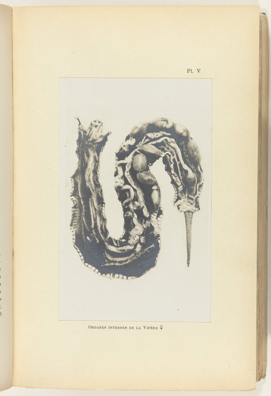 Aufgeschnittene Viper mit sichtbaren Organen von Adolphe Louis Donnadieu