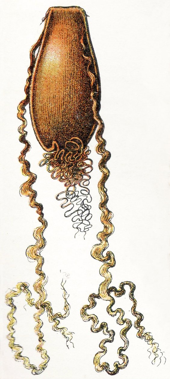 Eigehäuse eines Katzenhais (Scyliorhinus), 1923 von Adolphe Philippe Millot