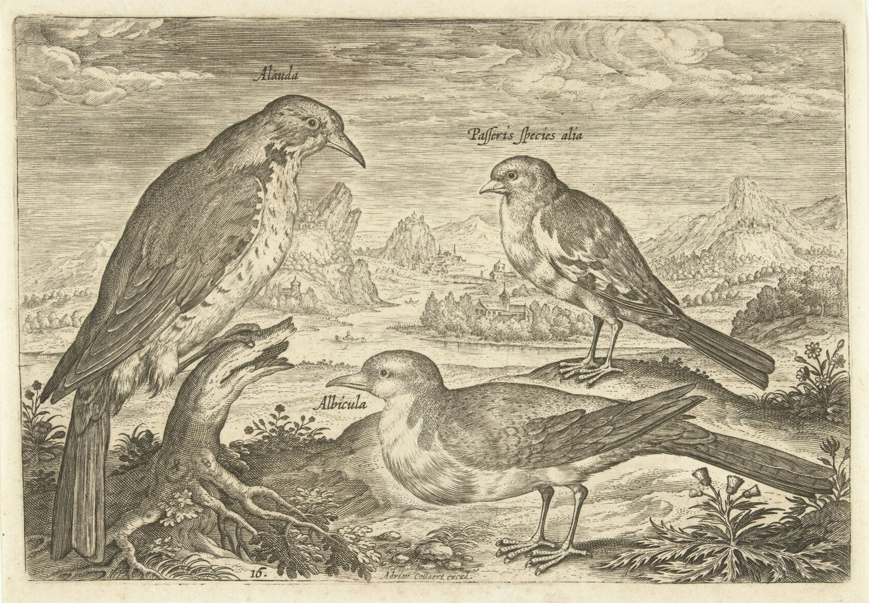 Drei Vögel in einer Landschaft von Adriaen Collaert