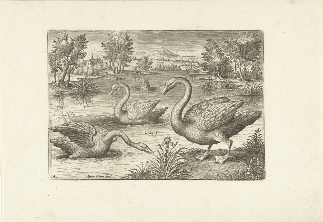 Drei Schwäne in einem Teich von Adriaen Collaert