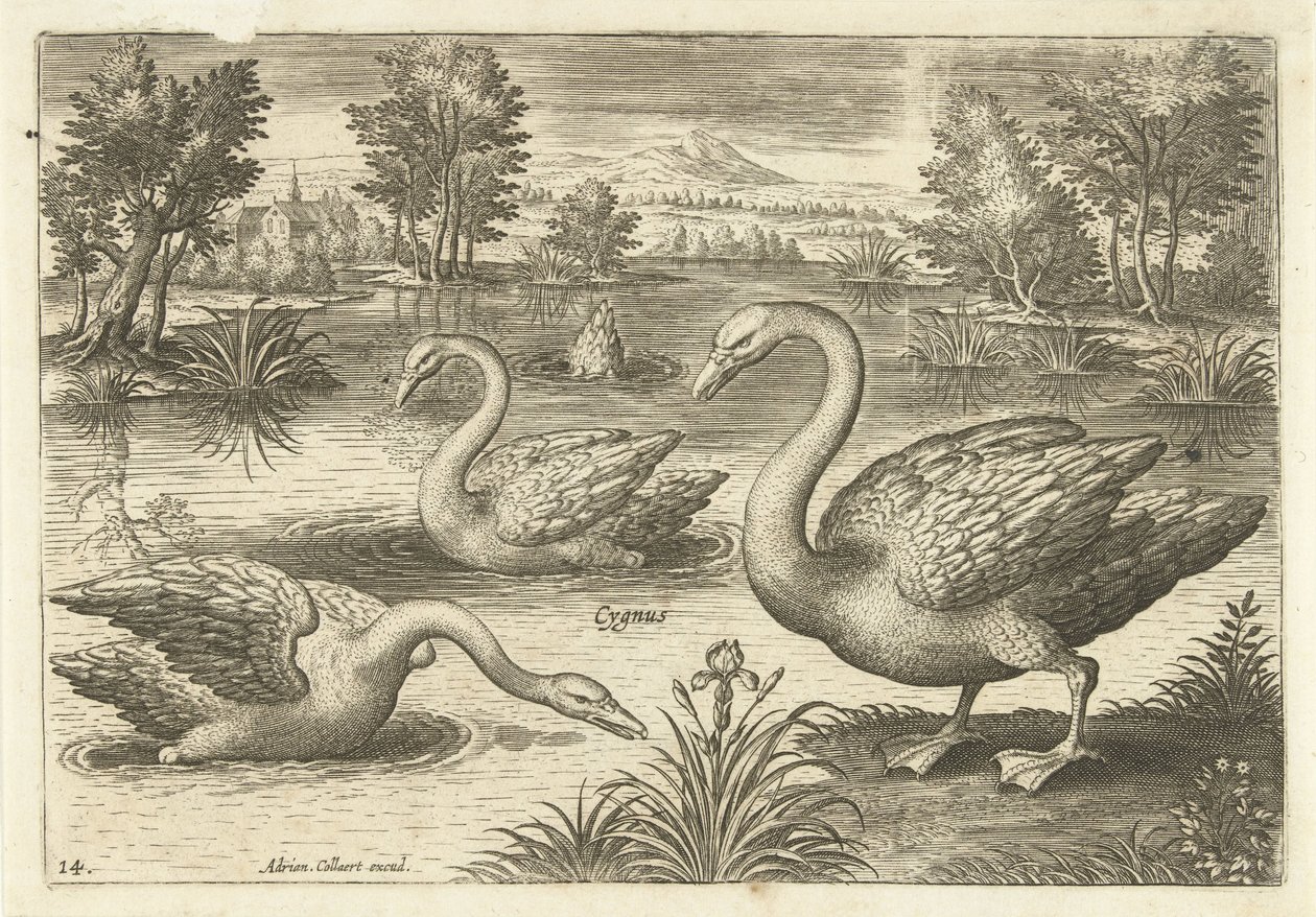 Drei Schwäne in einem Teich von Adriaen Collaert