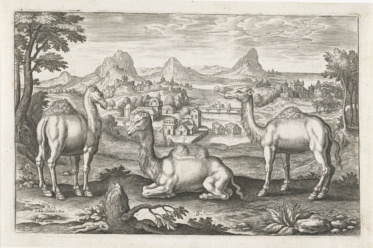 Dromedare und ein Kamel von Adriaen Collaert