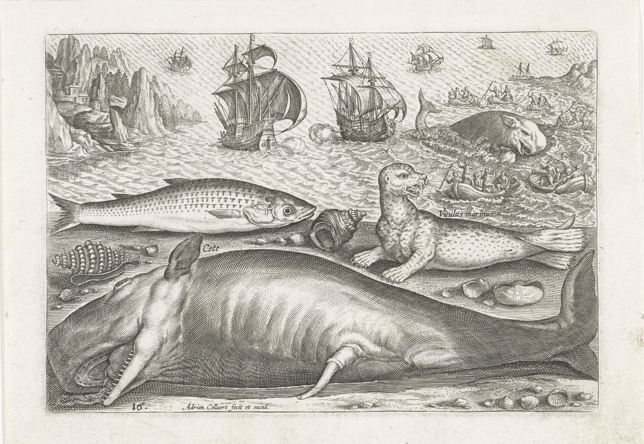 Ein Häring, ein Seelöwe und ein Wal am Strand von Adriaen Collaert
