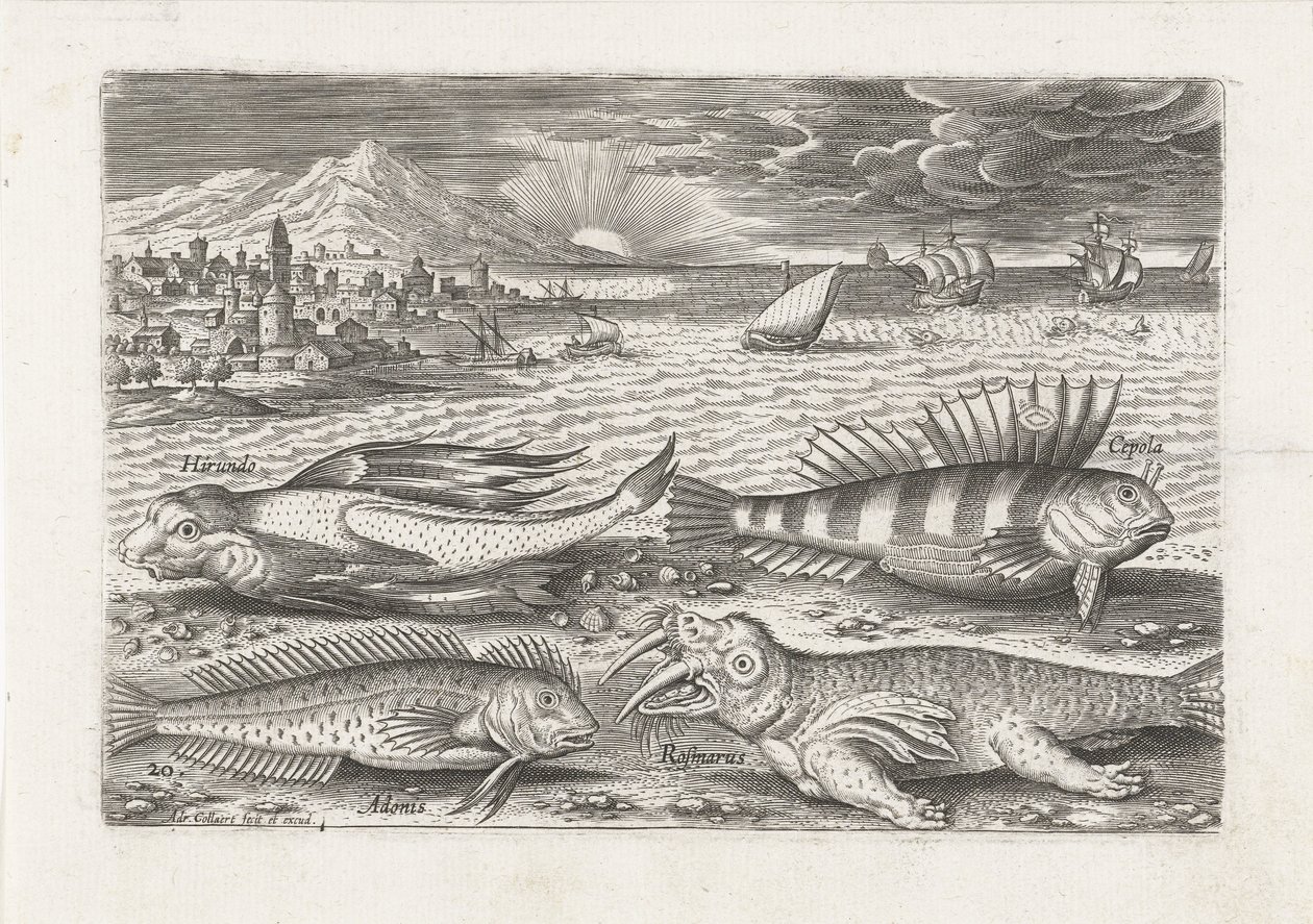 Einige Fische und ein Walross am Strand von Adriaen Collaert