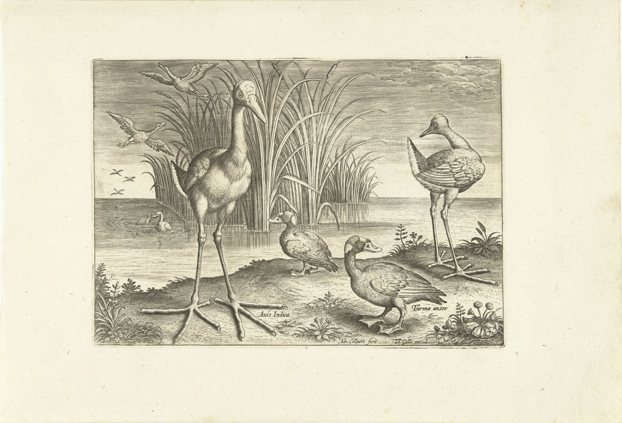 Einige Wasservögel an einem Ufer von Adriaen Collaert