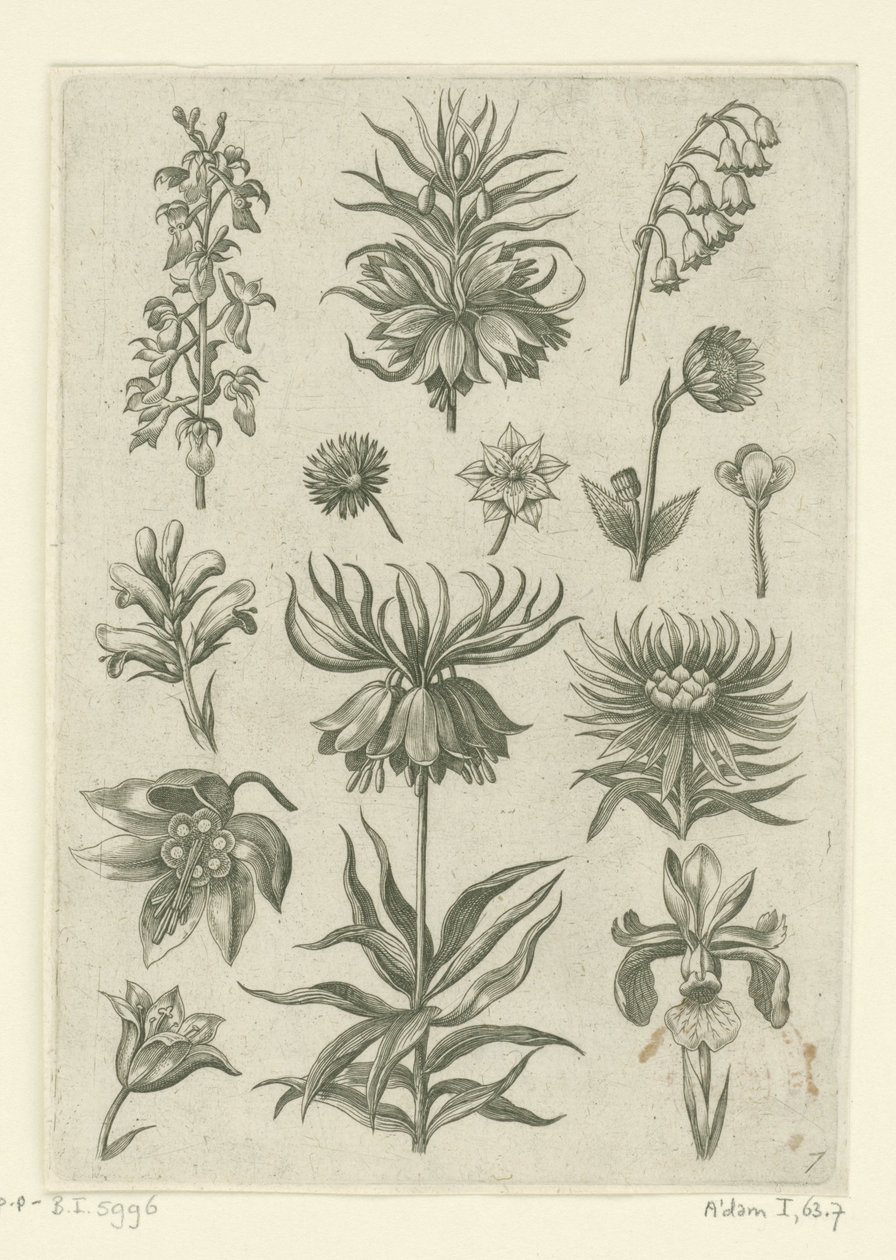 Kaiserkronen, Orchideen und Maiglöckchen von Adriaen Collaert