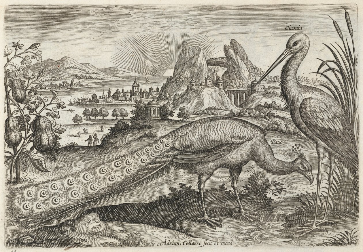 Pfau und Storch von Adriaen Collaert