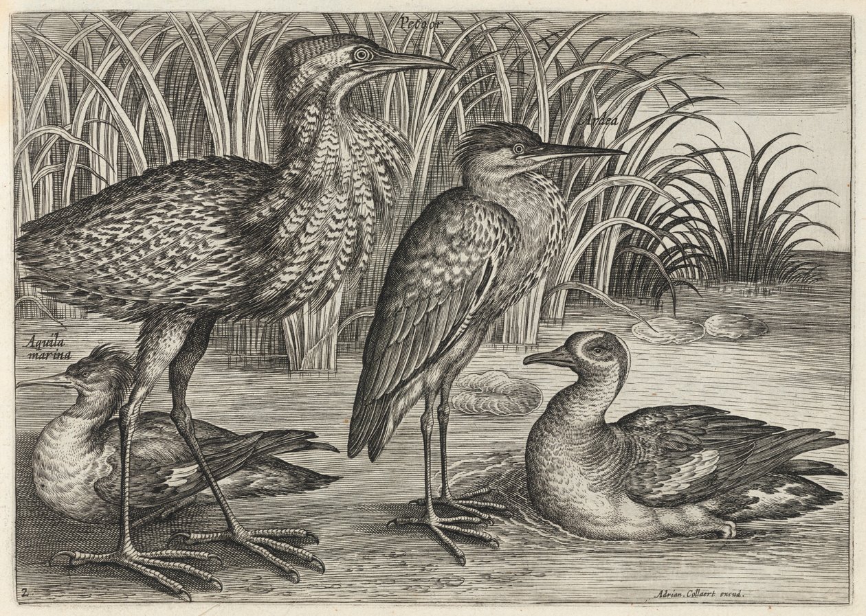 Säger, Rohrdommel, Reiher und Krickente von Adriaen Collaert