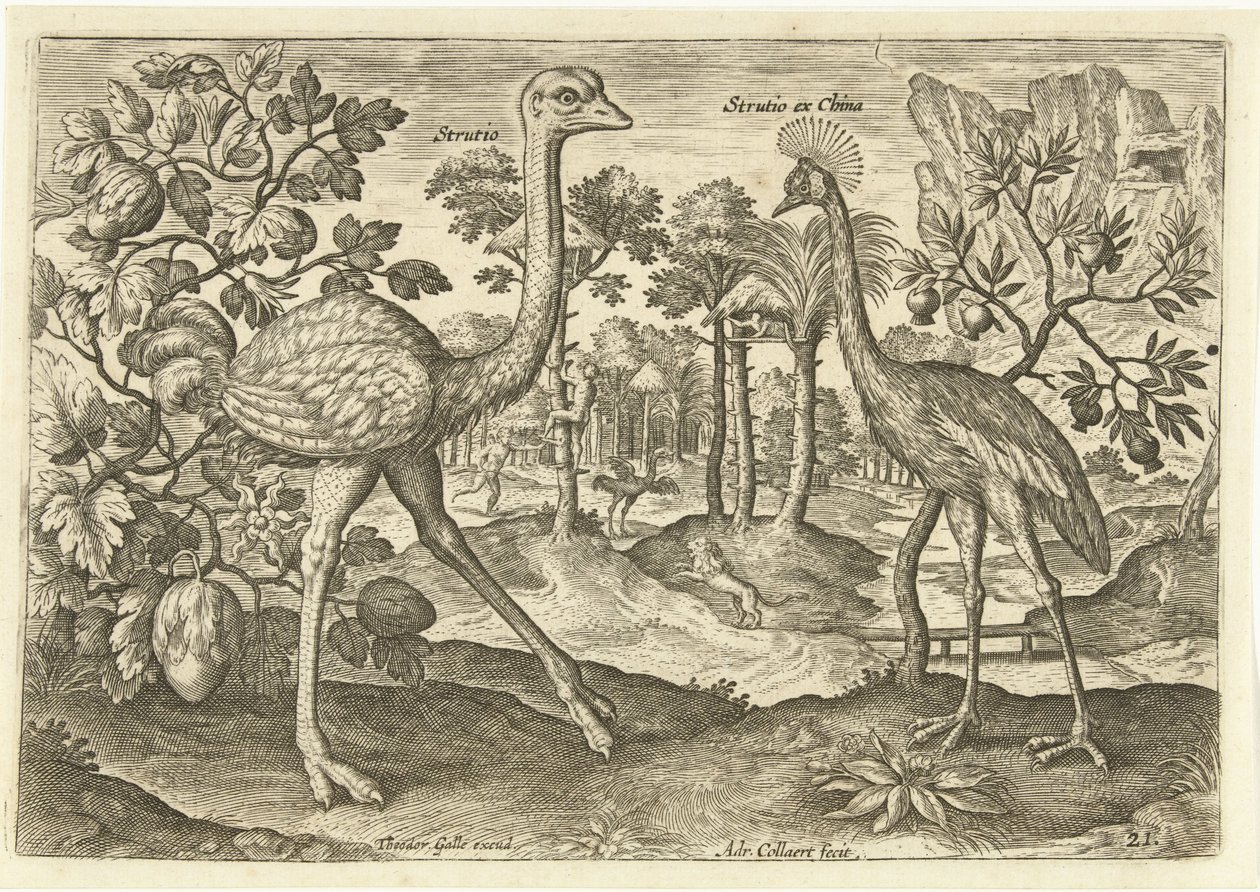 Zwei Laufvögel in einer Landschaft von Adriaen Collaert