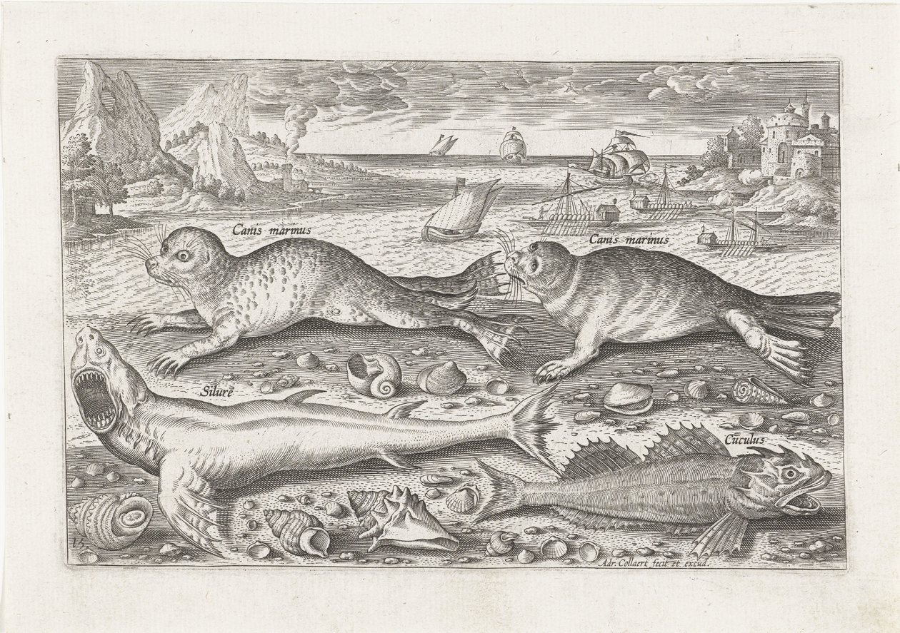 Zwei Robben und zwei Fische am Strand von Adriaen Collaert