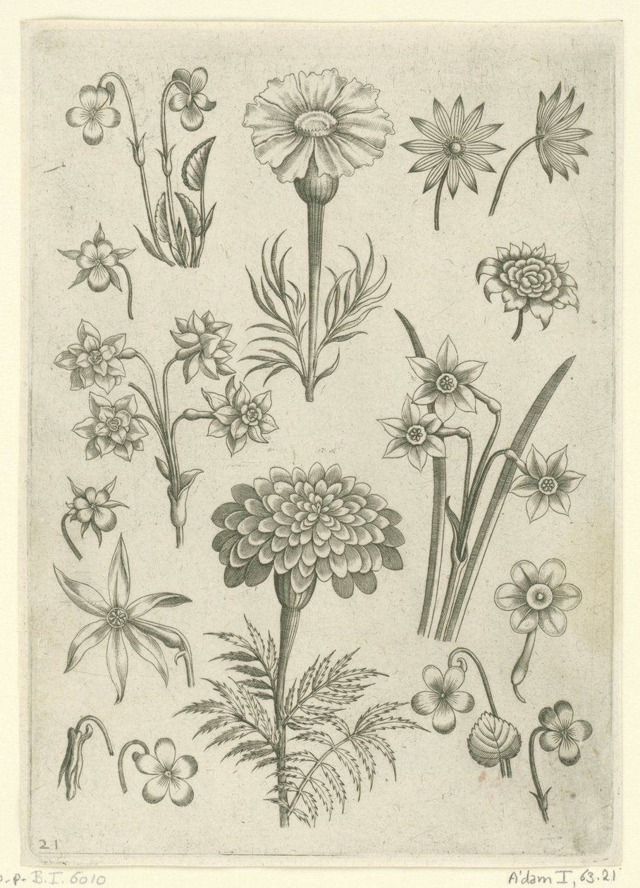 Verschiedene Blumen, Veilchen und Narzissen von Adriaen Collaert