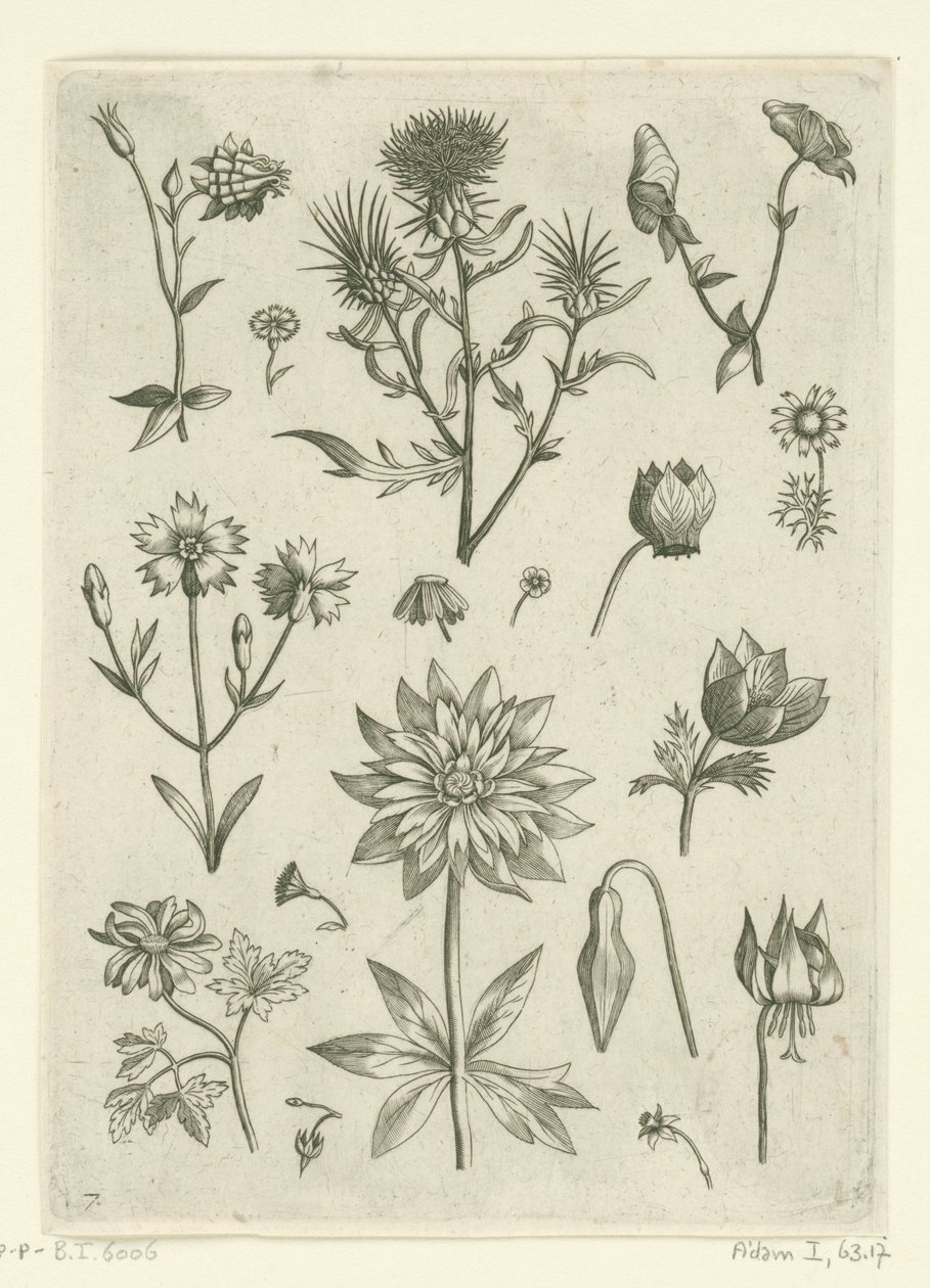 Verschiedene Blumen, darunter Akelei und Alpenveilchen von Adriaen Collaert