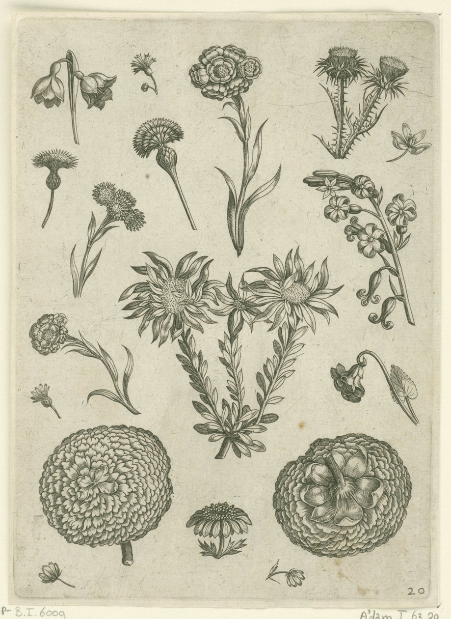 Verschiedene Blumen, darunter Chrysantheme und Distel (Florilegium) von Adriaen Collaert