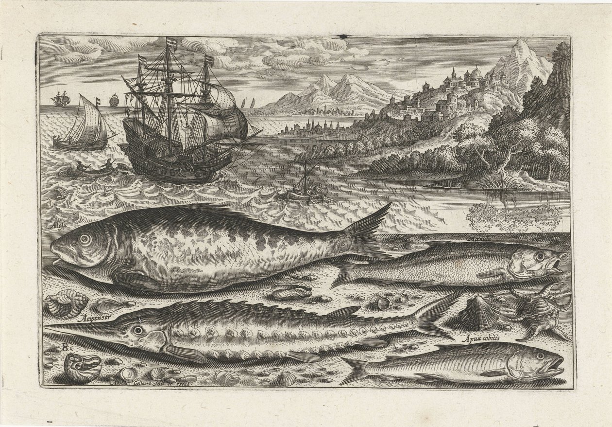 Vier Fische am Strand von Adriaen Collaert