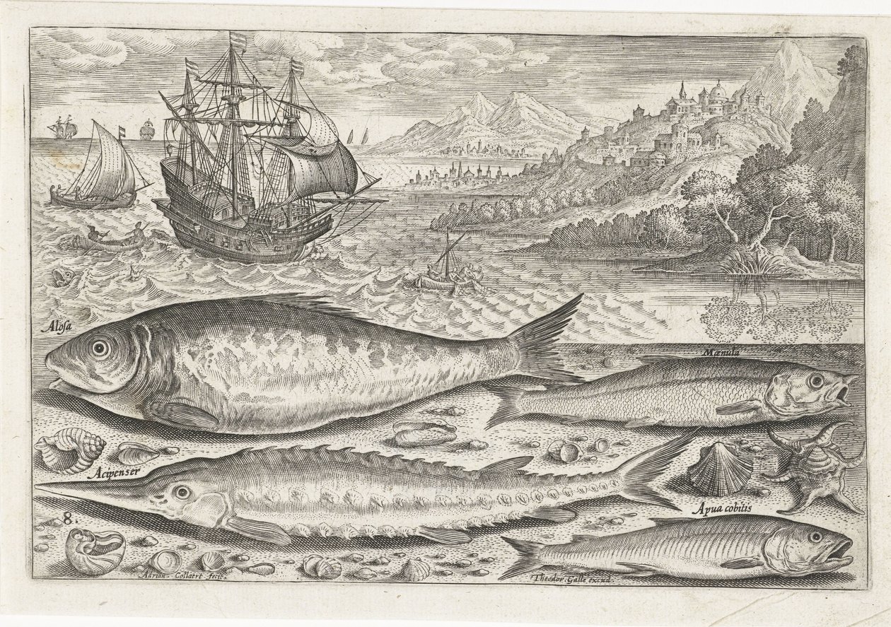 Vier vissen auf dem Strand von Adriaen Collaert