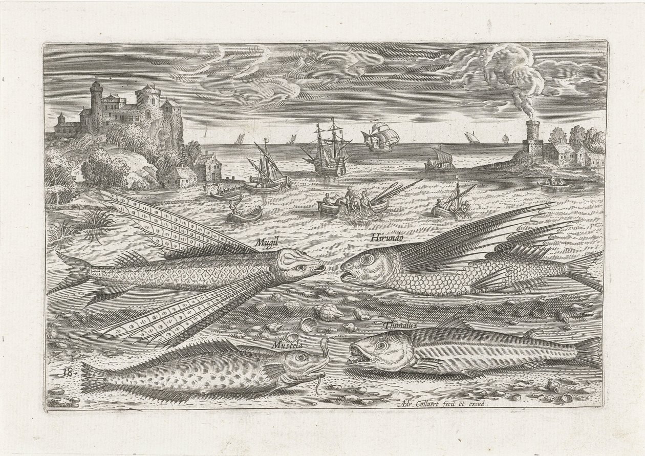 Vier Fische am Strand von Adriaen Collaert