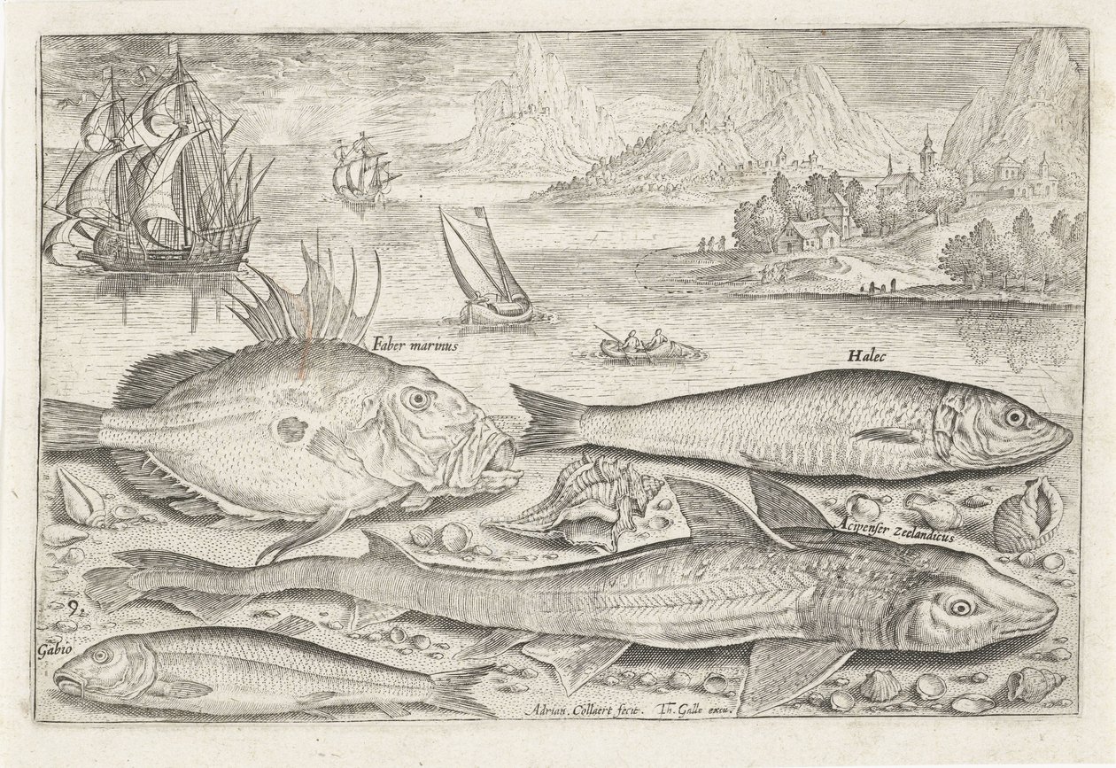 Vier Fische am Strand
Fische (Serientitel)
Piscivm vivae icones (Serientitel) von Adriaen Collaert