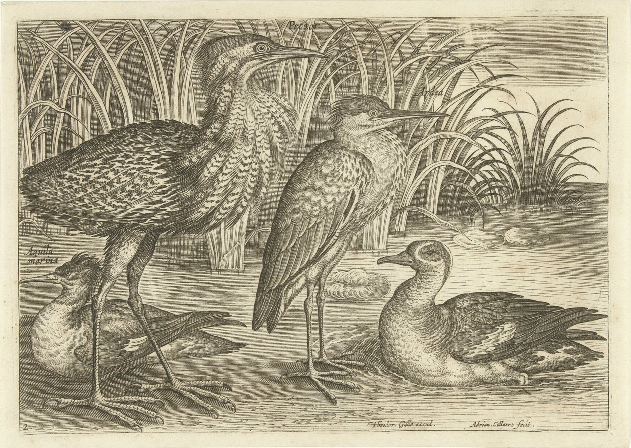 Vier Watvögel am Ufer (Vögel) von Adriaen Collaert