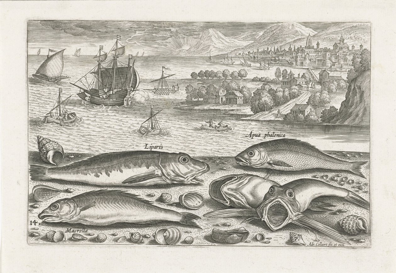 Fünf Fische am Strand von Adriaen Collaert