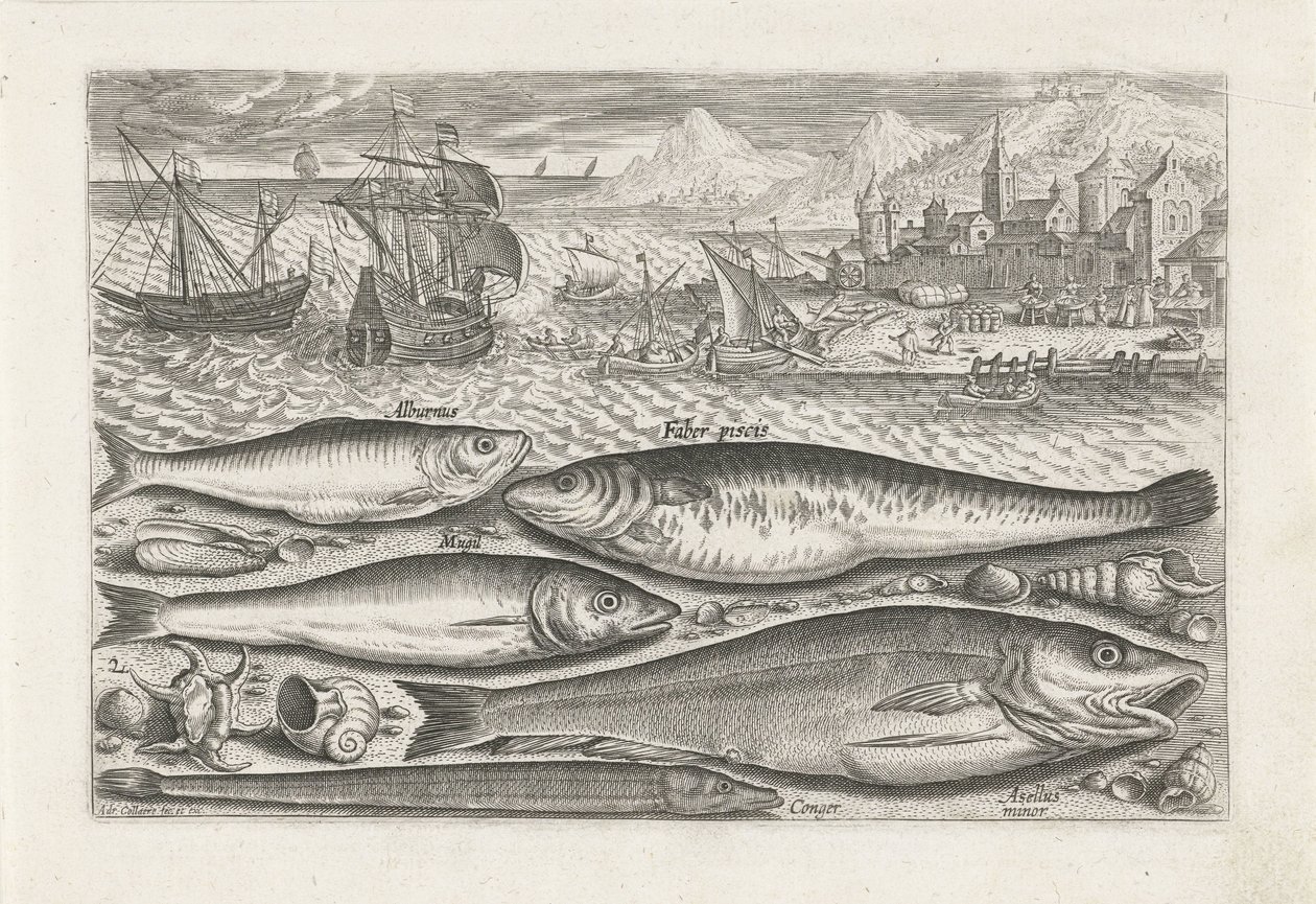 Fünf Fische am Strand von Adriaen Collaert