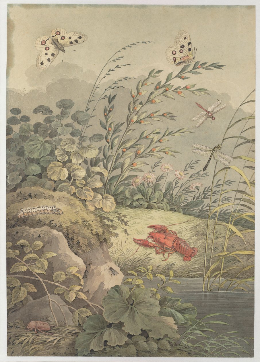 Wasserstück mit Krabbe, Schmetterlingen, Libellen und Sanddorn von Adrian Zingg